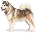 Alaskan Malamute dog