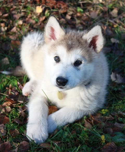 Alaskan Malamute puppy lying down among leaves and grass looking up towards camera