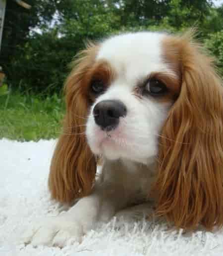 Young Cocker Spaniel Portrait cocker spaniel young