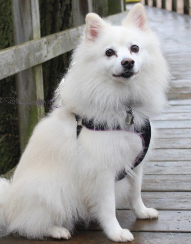 American Eskimo dog breed image