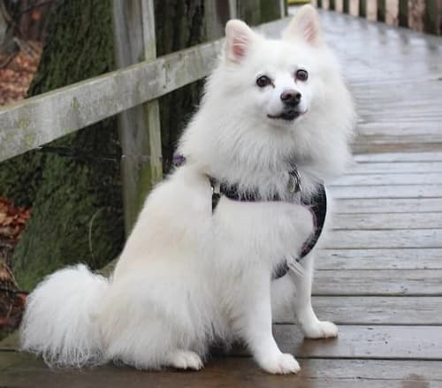 American Eskimo Dog Sitting On a Bridge American Eskimo dog sitting on a bridge in a wooded area