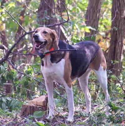 American Foxhound American foxhound standing in wooded terrai