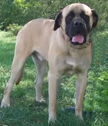 American Mastiff Dog standing in the grass American mastiff dog standing in the grass