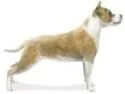 American-staffordshire terrier illustration