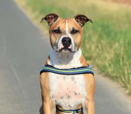 American staffordshire terrier standing on a path with grassy background