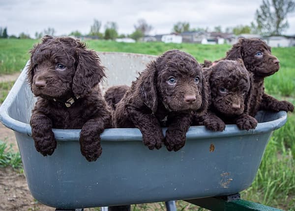 American Water Spaniel puppies in a wheel barrow