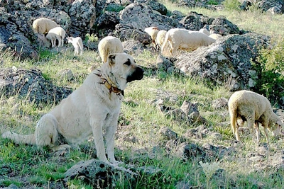 Anatolian Shepherd Dog With Sheep Anatolian Shepherd dog outside in rural setting with sheep