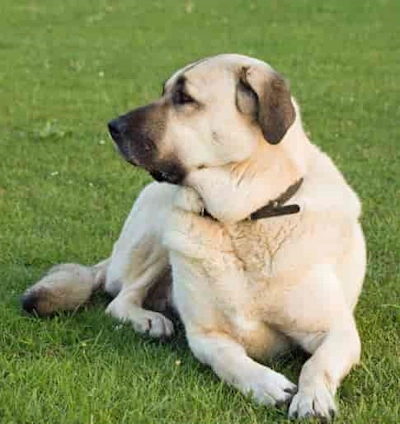 Anatolian Shepherd Dog Breed Anatolian Shepherd dog lying doen in the grass