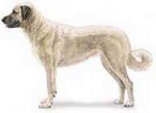 Anatolian Shepherd dog