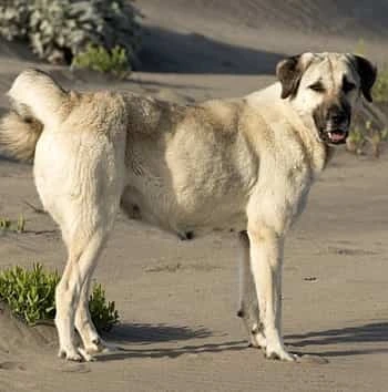Anatolian Shepherd dog standing outside Anatolian Shepherd dog standing outside in sandy terrain