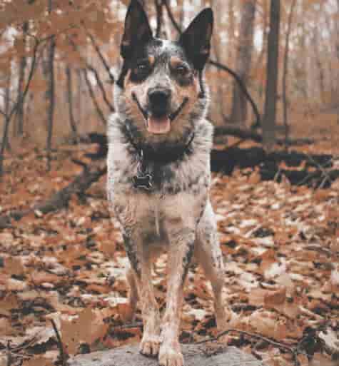 Blue Heeler Blue Heeler standing in the woods
