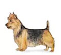 Australian terrier illustration image