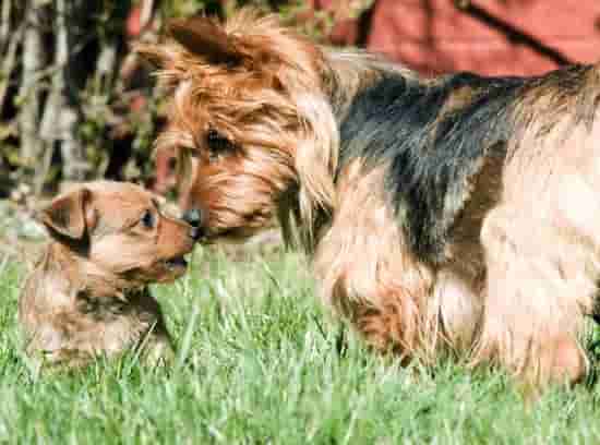 Australian Terrier with her puppy outside in the grass
