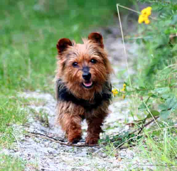 Australian Terrier Australian terrier dog outside on a rustic path