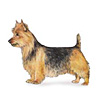 australian terrier image