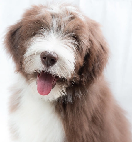 Bearded Collie Puppy Bearded Collie puppy head and shoulders portrait
