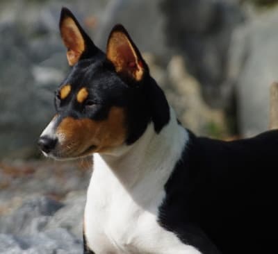 basenji portrait image basenji portrait image
