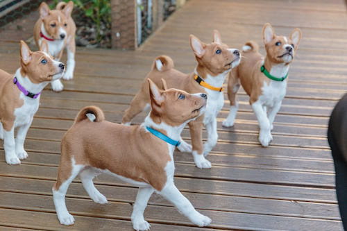 group of Basenji puppies group of Basenji puppies