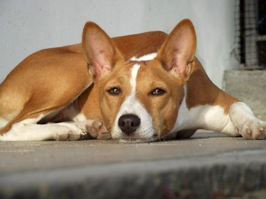 Basenji Dog Lying Down Basenji dog lying down looking forward