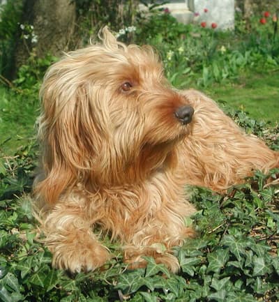Bassett Fauvre de Bretagne lying in the grass