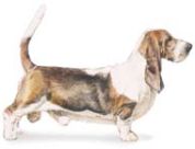 basset hound dogs