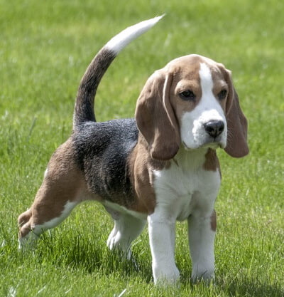 Beagle puppy dog standing outside