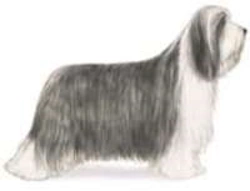 Bearded Collie Illustration Bearded Collie illustration