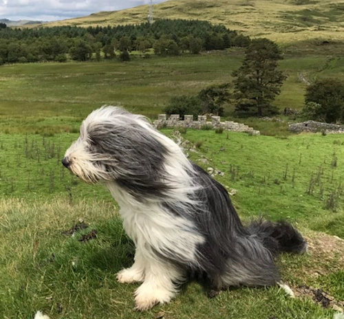 Bearded Collie Sitting Outside On a Hilltop Bearded Collie sitting on a hilltop in Wales