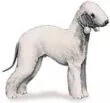 Bedlington Terrier illustration