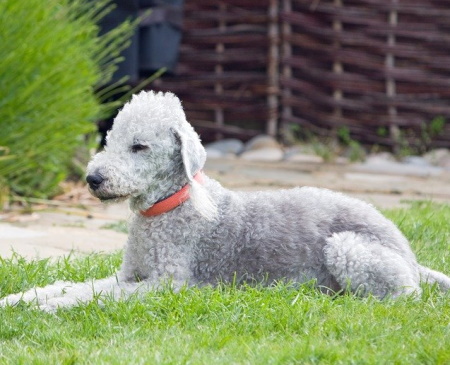 bedlington terrier