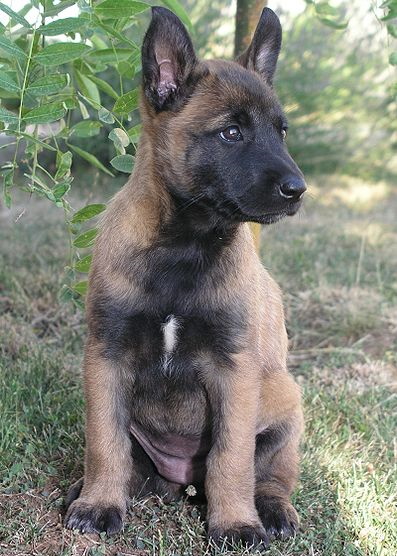 Belgian Malinois puppy sitting in the grass with background vegetation