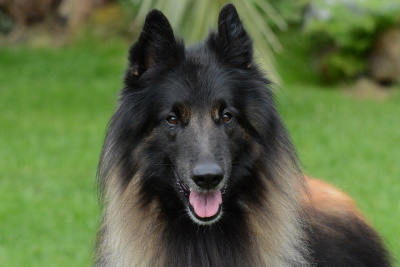Belgian sheepdog head and shoulders close up outside in the grass