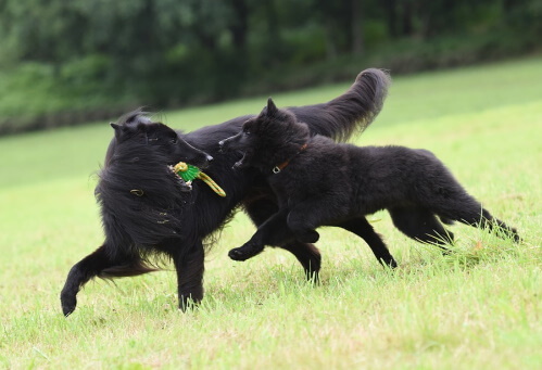 Two Belgian sheepdogs playing in a field
