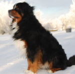 Bernese Mountain dog