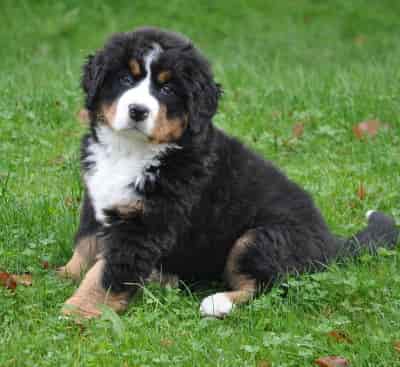 Bernese puppy