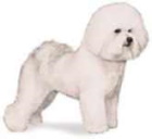 Bichon dog breed image