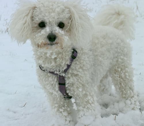 Bichon Frise standing in the snow