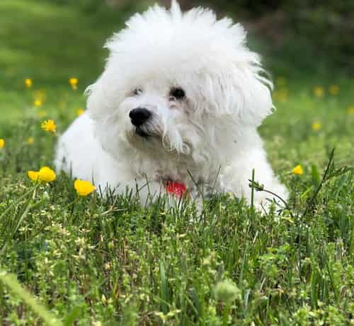 Bichon Frise lying down in field of grass and yellow flowers