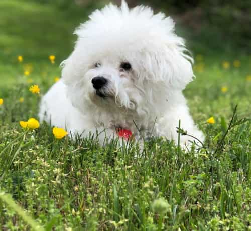 Bichon Frise In The Grass Bichon Frise lying down in field of grass and yellow flowers