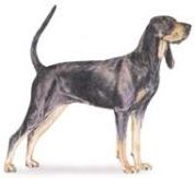 Black and Tan Coonhound photo illustration black and tan coonhound standing profile