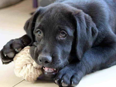 black puppy chewing on rope ball