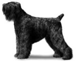 Black Russian terrier dog