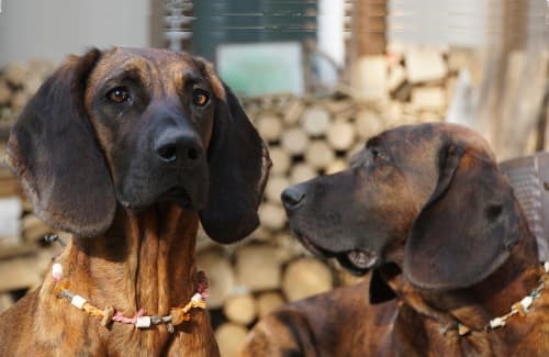 two Hanoverian Bloodhounds head and shoulders