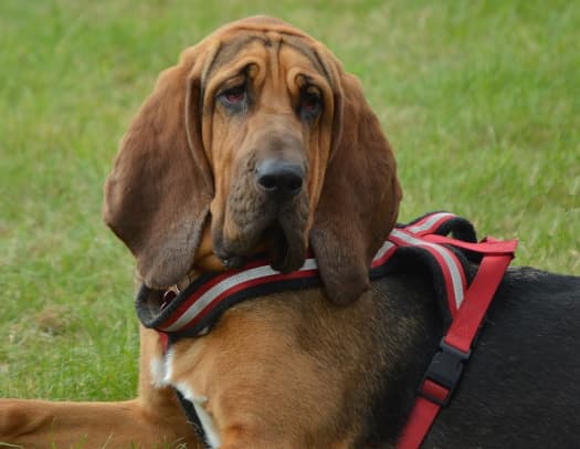 Bloodhound dog lying down in the grass Bloodhound dog lying down in the grass