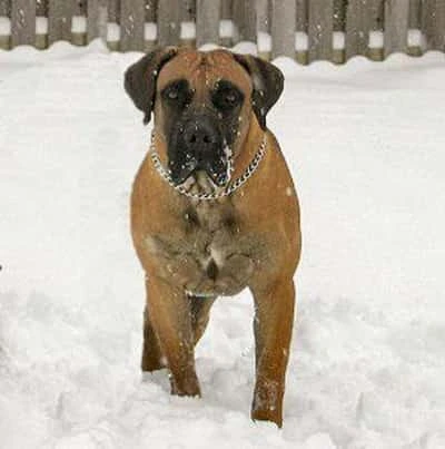 Boerboel aka South African Mastiff dog standing in the snow South African Mastiff aka Boerbel