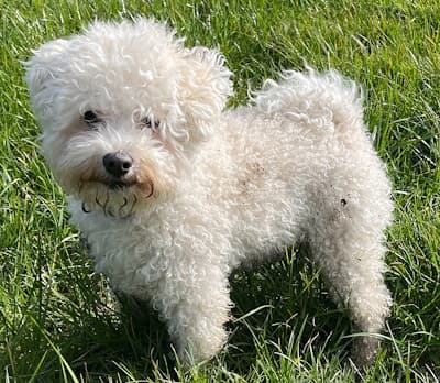 Bolognese white dog standing in the grass