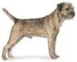 Border Terrier dog illustration