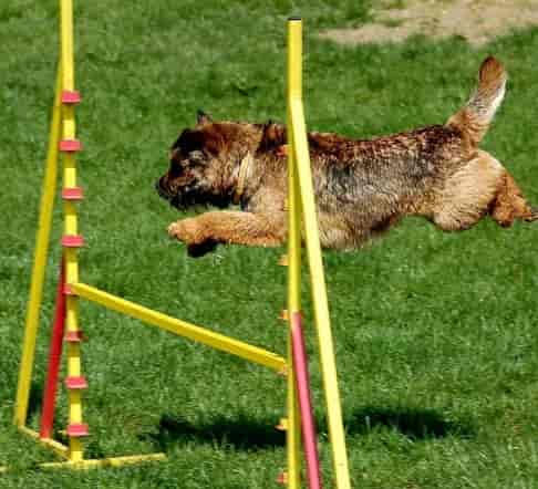 Border Terrier hurdling