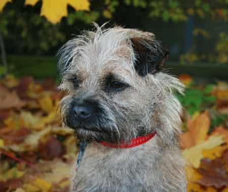 Border Terrier dog breed