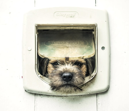 Border Terrier at cat door
